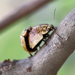 Paropsisterna cloelia at Mount Ainslie to Black Mountain - 2 Jan 2024 07:13 PM