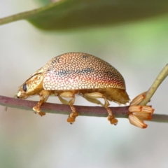 Paropsis atomaria (Eucalyptus leaf beetle) at Mount Ainslie to Black Mountain - 2 Jan 2024 by Hejor1