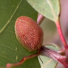 Paropsis atomaria at Mount Ainslie to Black Mountain - 2 Jan 2024