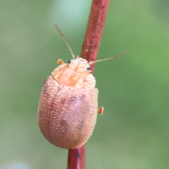 Paropsis atomaria at Mount Ainslie to Black Mountain - 2 Jan 2024 07:03 PM