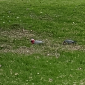 Eolophus roseicapilla at Parkes, ACT - 2 Jan 2024