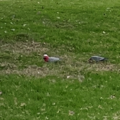 Eolophus roseicapilla (Galah) at Parkes, ACT - 2 Jan 2024 by Hejor1