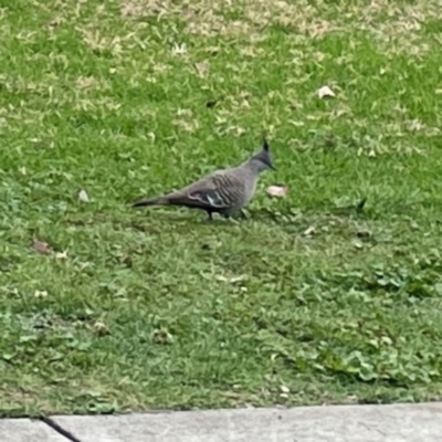 Ocyphaps lophotes (Crested Pigeon) at Parkes, ACT - 2 Jan 2024 by Hejor1