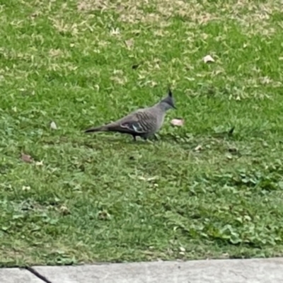 Ocyphaps lophotes (Crested Pigeon) at Mount Ainslie to Black Mountain - 2 Jan 2024 by Hejor1