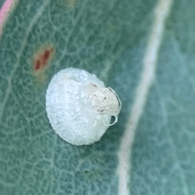 Unidentified Psyllid, lerp, aphid or whitefly (Hemiptera, several families) at Parkes, ACT - 2 Jan 2024 by Hejor1