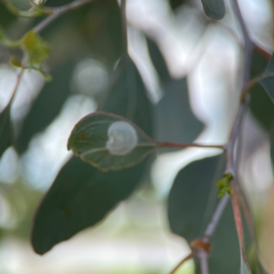 Unidentified Psyllid, lerp, aphid or whitefly (Hemiptera, several families) at Parkes, ACT - 2 Jan 2024 by Hejor1