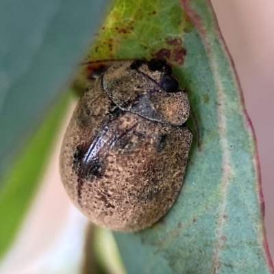Trachymela sp. (genus) (Brown button beetle) at Mount Ainslie to Black Mountain - 2 Jan 2024 by Hejor1