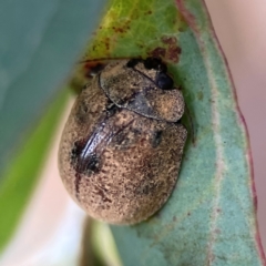 Trachymela sp. (genus) (Brown button beetle) at Commonwealth & Kings Parks - 2 Jan 2024 by Hejor1