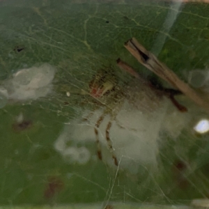 Theridion pyramidale at Mount Ainslie to Black Mountain - 2 Jan 2024 04:57 PM