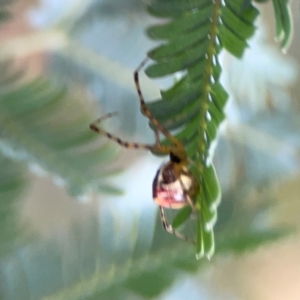 Theridion pyramidale at Mount Ainslie to Black Mountain - 2 Jan 2024 04:57 PM