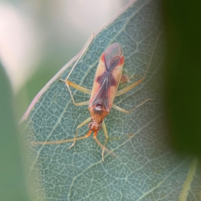 Rayieria sp. (genus) (Mirid plant bug) at Parkes, ACT - 2 Jan 2024 by Hejor1