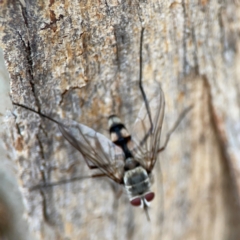 Senostoma sp. (genus) at Parkes, ACT - 2 Jan 2024 by Hejor1