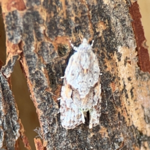 Acropolitis rudisana at Mount Ainslie to Black Mountain - 2 Jan 2024