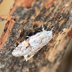 Acropolitis rudisana at Mount Ainslie to Black Mountain - 2 Jan 2024