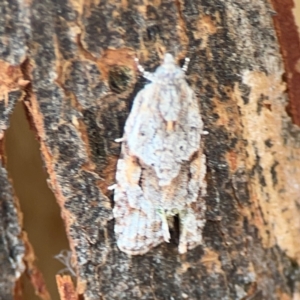 Acropolitis rudisana at Mount Ainslie to Black Mountain - 2 Jan 2024