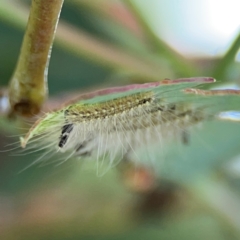 Uraba lugens (Gumleaf Skeletonizer) at Mount Ainslie to Black Mountain - 2 Jan 2024 by Hejor1