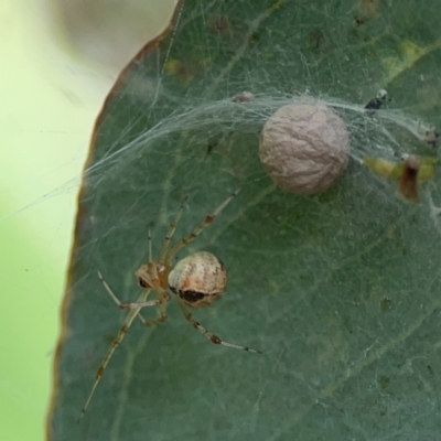 Cryptachaea veruculata (Diamondback comb-footed spider) at Mount Ainslie to Black Mountain - 2 Jan 2024 by Hejor1