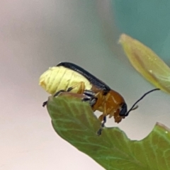 Aporocera (Aporocera) iridipennis (A case bearing leaf beetle) at Parkes, ACT - 2 Jan 2024 by Hejor1