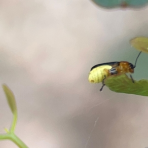 Aporocera (Aporocera) iridipennis at Mount Ainslie to Black Mountain - 2 Jan 2024