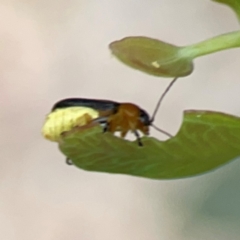 Aporocera (Aporocera) iridipennis at Mount Ainslie to Black Mountain - 2 Jan 2024 05:05 PM