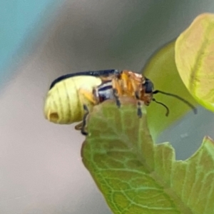 Aporocera (Aporocera) iridipennis at Mount Ainslie to Black Mountain - 2 Jan 2024