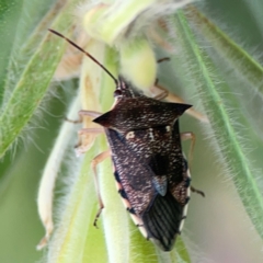 Oechalia schellenbergii (Spined Predatory Shield Bug) at Mount Ainslie to Black Mountain - 2 Jan 2024 by Hejor1