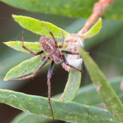 Araneus hamiltoni (Hamilton's Orb Weaver) at Commonwealth & Kings Parks - 2 Jan 2024 by Hejor1