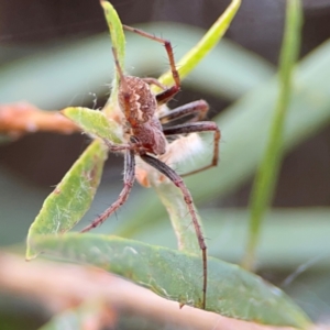 Araneus hamiltoni at Mount Ainslie to Black Mountain - 2 Jan 2024