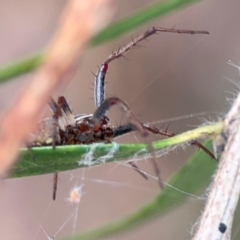 Araneus hamiltoni at Mount Ainslie to Black Mountain - 2 Jan 2024