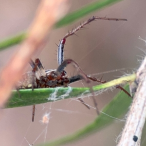 Araneus hamiltoni at Mount Ainslie to Black Mountain - 2 Jan 2024 05:08 PM