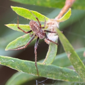 Araneus hamiltoni at Mount Ainslie to Black Mountain - 2 Jan 2024 05:08 PM