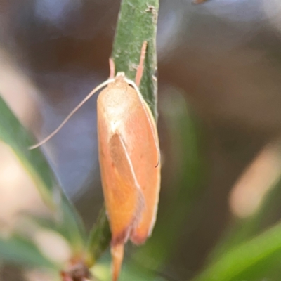 Ptyoptila matutinella (Wingia Group) at Parkes, ACT - 2 Jan 2024 by Hejor1