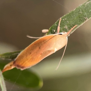 Ptyoptila matutinella at Mount Ainslie to Black Mountain - 2 Jan 2024 05:09 PM