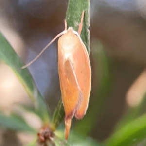 Ptyoptila matutinella at Mount Ainslie to Black Mountain - 2 Jan 2024 05:09 PM