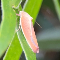 Ptyoptila matutinella at Mount Ainslie to Black Mountain - 2 Jan 2024 05:09 PM