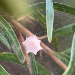 Uloboridae (family) at Mount Ainslie to Black Mountain - 2 Jan 2024