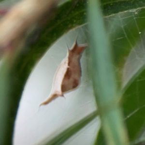 Uloboridae (family) at Mount Ainslie to Black Mountain - 2 Jan 2024