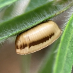 Ellipsidion sp. (genus) (A diurnal cockroach) at Parkes, ACT - 2 Jan 2024 by Hejor1