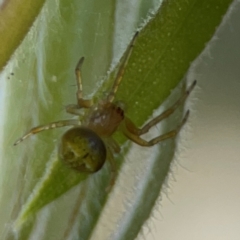 Cryptachaea veruculata at Parkes, ACT - 2 Jan 2024 by Hejor1