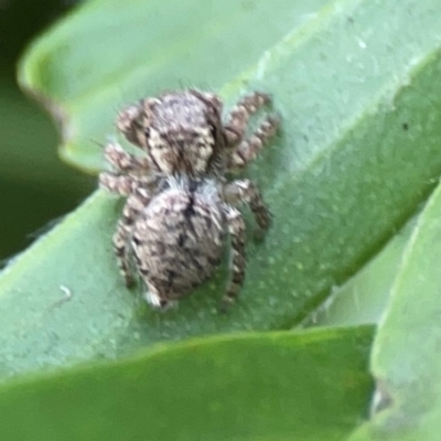 Servaea sp. (genus) (Unidentified Servaea jumping spider) at Parkes, ACT - 2 Jan 2024 by Hejor1