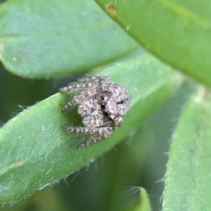 Servaea sp. (genus) at Mount Ainslie to Black Mountain - 2 Jan 2024