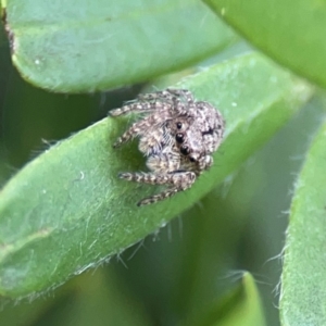 Servaea sp. (genus) at Mount Ainslie to Black Mountain - 2 Jan 2024