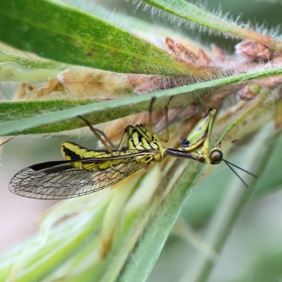 Spaminta minjerribae (Mantisfly) at Commonwealth & Kings Parks - 2 Jan 2024 by Hejor1
