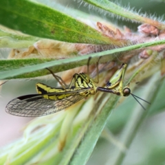 Spaminta minjerribae (Mantisfly) at Mount Ainslie to Black Mountain - 2 Jan 2024 by Hejor1