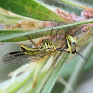 Spaminta minjerribae at Mount Ainslie to Black Mountain - 2 Jan 2024 05:21 PM