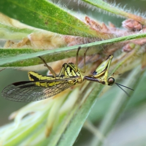 Spaminta minjerribae at Mount Ainslie to Black Mountain - 2 Jan 2024