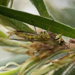 Spaminta minjerribae at Mount Ainslie to Black Mountain - 2 Jan 2024