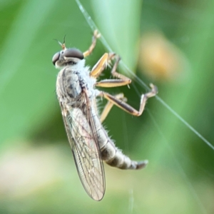 Asilinae sp. (subfamily) at Mount Ainslie to Black Mountain - 2 Jan 2024