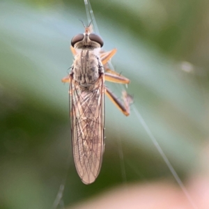 Asilinae sp. (subfamily) at Mount Ainslie to Black Mountain - 2 Jan 2024