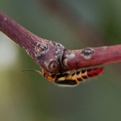 Carphurus sp. (genus) (Soft-winged flower beetle) at Parkes, ACT - 2 Jan 2024 by Hejor1